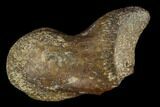 Theropod Phalange (Toe Bone) - Judith River Formation #129810-3